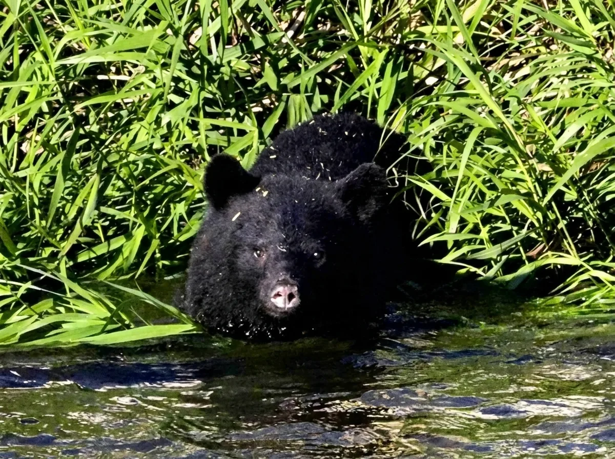 クマのナディアの最後の写真